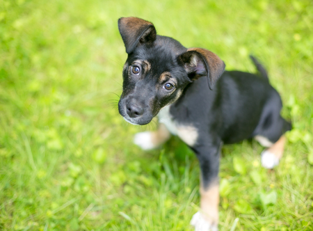 A German Shepherd mixed breed puppy looking upの写真素材