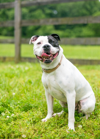 A happy black and white Staffordshire Bull Terrier dogの写真素材