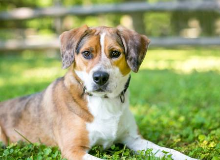 A red and white mixed breed dog lying in the grassの写真素材