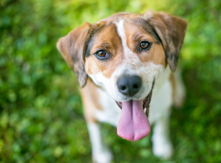 A happy mixed breed dog looking up and smilingの写真素材