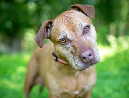 A red Pit Bull Terrier mixed breed dog listening with a head tiltの写真素材