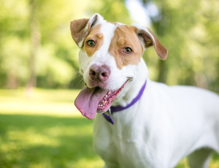 A red and white Hound mixed breed dog pantingの写真素材
