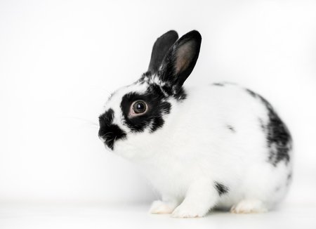 A black and white Dwarf rabbit on a white backgroundの写真素材