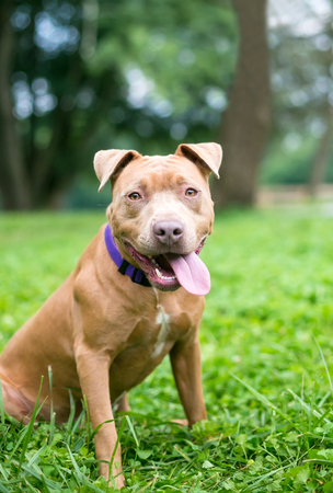 A friendly red Pit Bull Terrier mixed breed dog outdoorsの写真素材