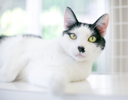 A black and white domestic shorthair cat loungingの写真素材