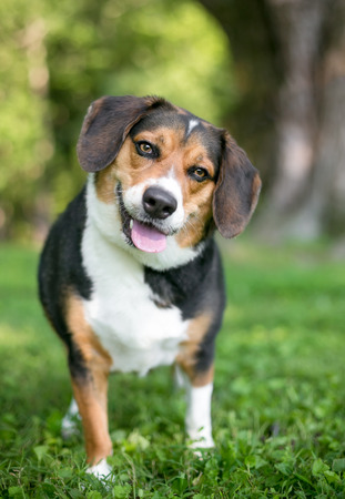 A tricolor Beagle dog listening with a head tiltの写真素材