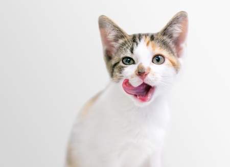 A calico tabby domestic shorthair kitten licking its lipsの写真素材