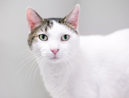 A white domestic shorthair cat with brown tabby markings and green eyesの写真素材