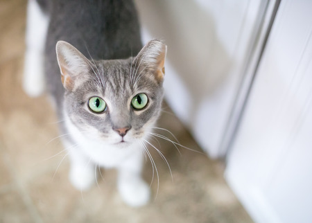 A domestic shorthair cat with one ear tipped indicating that it has been spayed or neutered and...