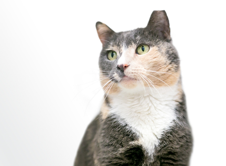 A dilute calico domestic shorthair cat with its ear tipped, indicating that it has been spayed and vaccinatedの写真素材