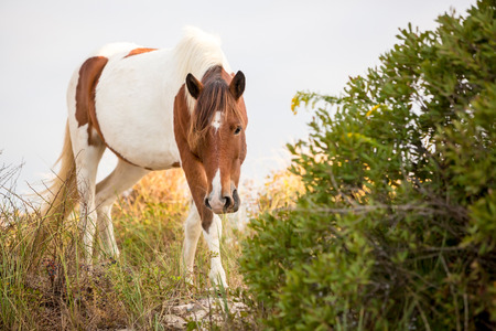 A wild pony foraging on the dunes at Assateague Island National Seashore, Marylandの写真素材