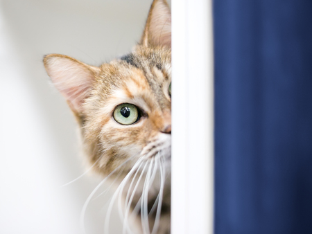 A shy tabby domestic shorthair cat peeking around a wallの写真素材