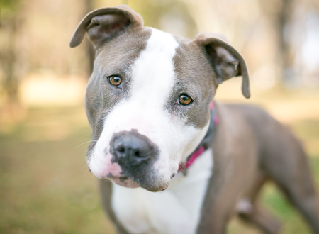 A Pit Bull Terrier mixed breed dog listening with a head tiltの写真素材