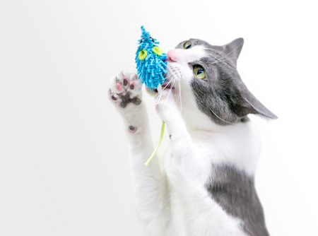 A gray and white domestic shorthair cat with a congenital deformity in its front leg, playing with a stuffed toyの写真素材
