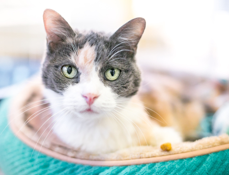 A Dilute Calico domestic shorthair cat relaxing in a cat bedの写真素材