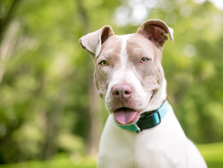 A fawn and white Pit Bull Terrier mixed breed dog with a happy expressionの写真素材