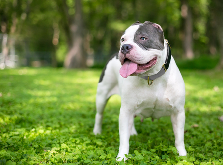 A gray and white Pit Bull type mixed breed dog whose ears have been almost completely cut offの写真素材