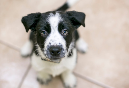 A cute black and white Border Collie mixed breed puppy looking upの写真素材