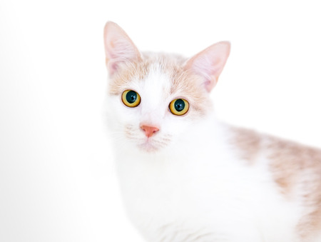 A buff and white kitten with bright yellow eyes and dilated pupilsの写真素材