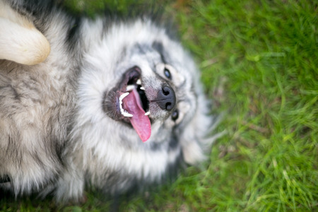A Keeshond dog relaxing on its back in the grassの写真素材