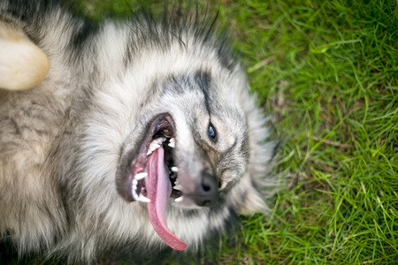 A Keeshond dog relaxing on its back in the grassの写真素材