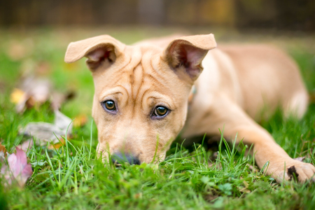 A cute mixed breed puppy with a wrinkled forehead and floppy ears, lying in the grassの写真素材