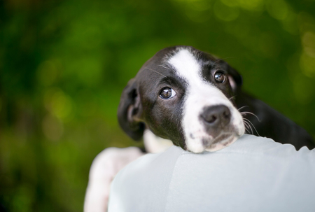 A black and white mixed breed puppy with a sad expression, looking over a person's shoulderの写真素材