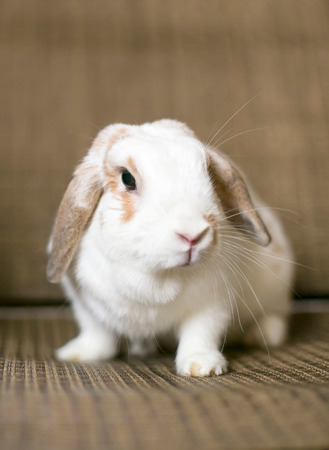 A brown and white Holland Lop Eared rabbitの写真素材