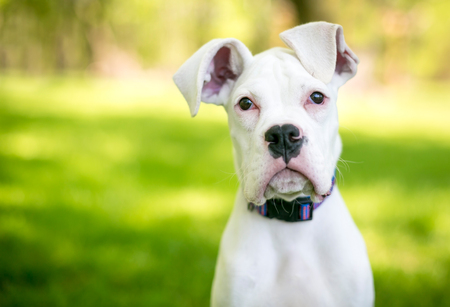 A white Great Dane puppy with large floppy earsの写真素材