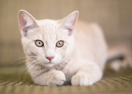A cute buff tabby domestic shorthair kittenの写真素材