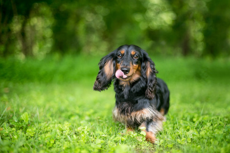 A Long-haired Dachshund dog licking its lipsの写真素材