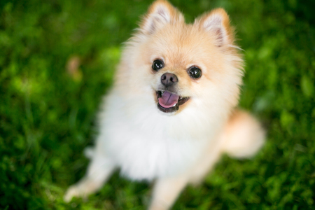 A purebred Pomeranian puppy with a happy expressionの写真素材