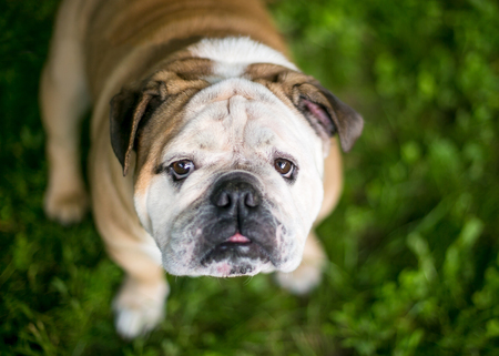 A purebred English Bulldog outdoors, looking upの写真素材