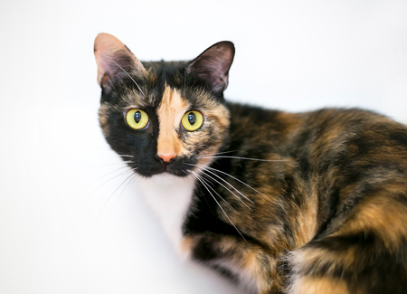 A Calico domestic shorthaired cat with yellow eyesの写真素材