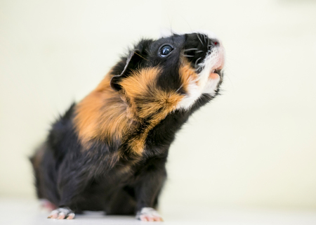 A tricolor Abyssinian guinea pig (Cavia porcellus)の写真素材