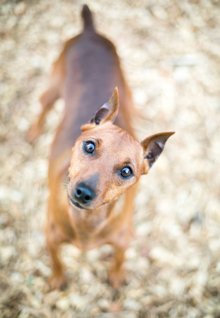 A red Miniature Pinscher dog with cropped ears and a docked tail, listening with a head tiltの写真素材