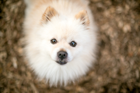 A cream colored purebred Pomeranian dogの写真素材
