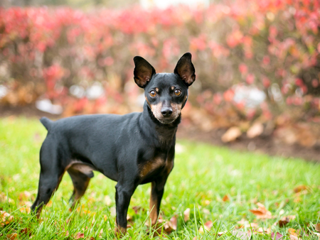 A black and red Miniature Pinscher dog with natural uncropped ears and a docked tailの写真素材