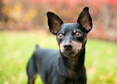 A black and red Miniature Pinscher dog with natural uncropped ears and a docked tailの写真素材
