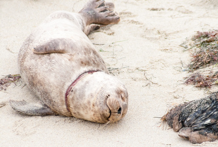 A young Harbor seal with a neck injury at Casa Beach (also known as the Children's Pool) in La Jolla, CAの写真素材