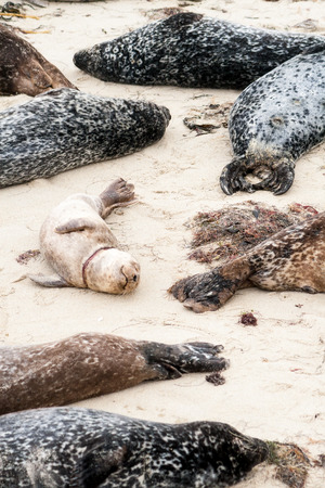 A young Harbor seal with a neck injury at Casa Beach (also known as the Children's Pool) in La Jolla, CAの写真素材