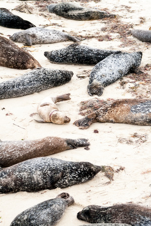 Harbor seals (Phoca vitulina) lounging at Casa Beach, also known as the Children's Pool, in La Jolla Californiaの写真素材