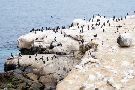Double-crested Cormorants (Phalacrocorax auritus) in La Jolla, Californiaの写真素材