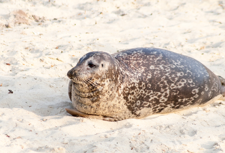A Harbor seal (Phoca vitulina) lounging at Casa Beach, also known as the Children's Pool, in La Jolla Californiaの写真素材