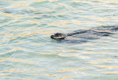 A Harbor seal (Phoca vitulina) in the water at Casa Beach, also known as the Children's Pool, in La Jolla Californiaの写真素材