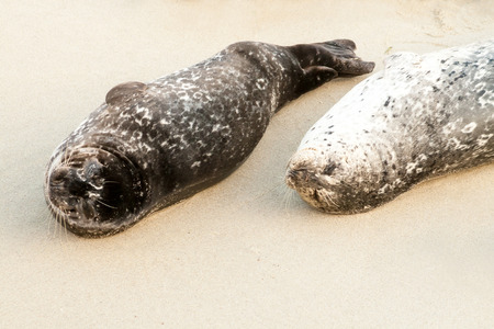 Harbor seals (Phoca vitulina) lounging at Casa Beach, also known as the Children's Pool, in La Jolla Californiaの写真素材