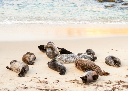 Harbor seals (Phoca vitulina) lounging at Casa Beach, also known as the Children's Pool, in La Jolla Californiaの写真素材