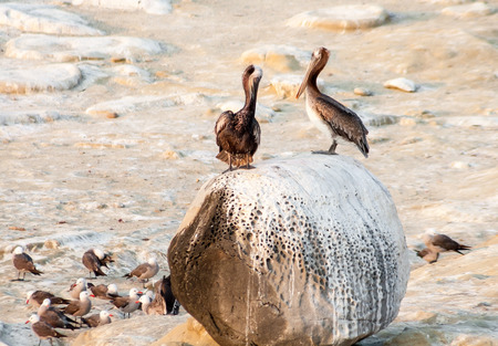Brown Pelicans (Pelecanus occidentalis) perched on a rock in La Jolla, Californiaの写真素材