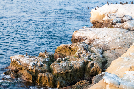 Rocky coastline in La Jolla, California, with Double-crested Cormorantsの写真素材