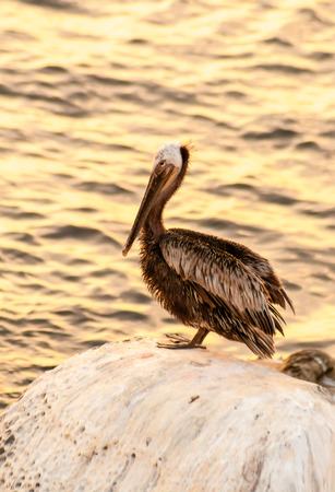 A Brown Pelican (Pelecanus occidentalis) perched on a rock next to the ocean at sunset in La Jolla, Californiaの写真素材